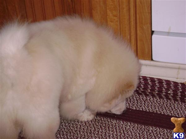 Stud Dogs - Chow Chow