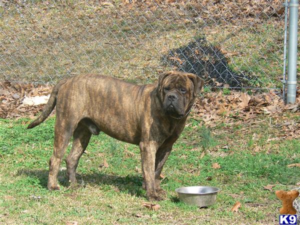 Stud Dogs - Bullmastiff