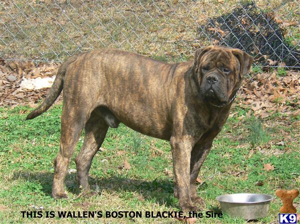 Stud Dogs - Bullmastiff