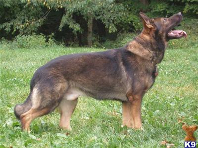 Stud Dogs - German Shepherd