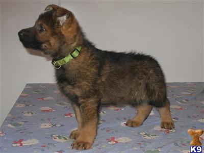 Puppies in OH