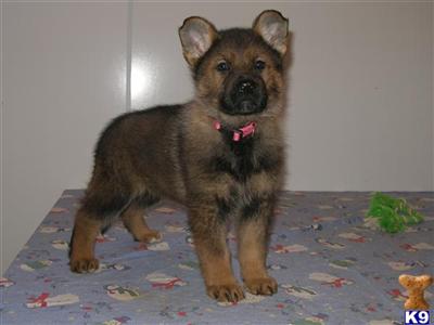 German Shepherd Puppies for Sale