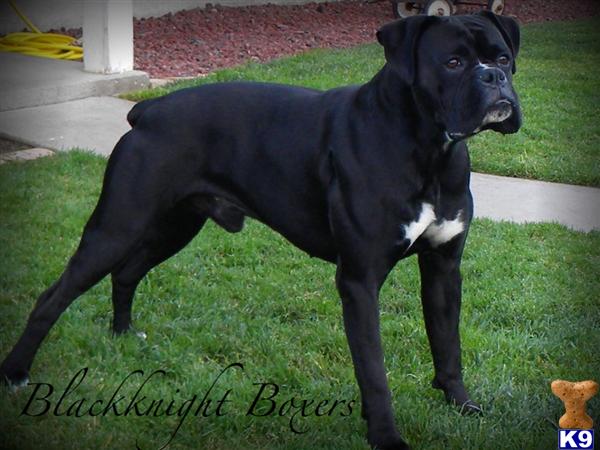 Stud Dogs - Boxer