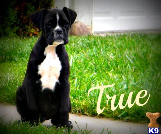 Puppies in Santa maria