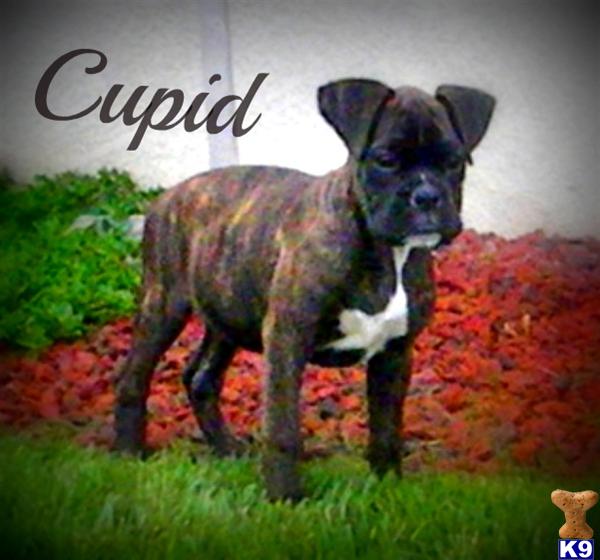 Puppies in Santa maria