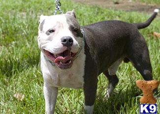 Stud Dogs in FL