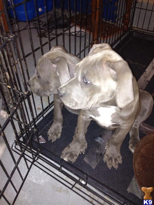 Puppies in VA
