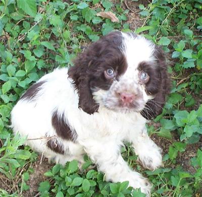 Cocker Spaniel Puppies in TX