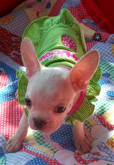 Boston Terrier Puppies in TX