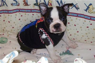 Boston Terrier Puppies in TX