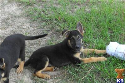 German Shepherd Puppies in TX