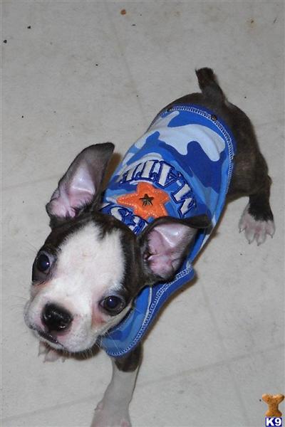 Boston Terrier Puppies in TX