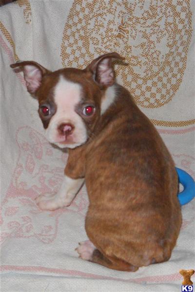 Boston Terrier Puppies for Sale