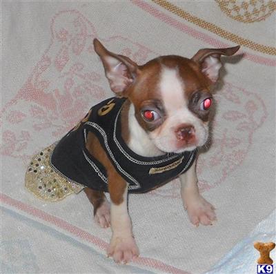 Boston Terrier Puppies for Sale