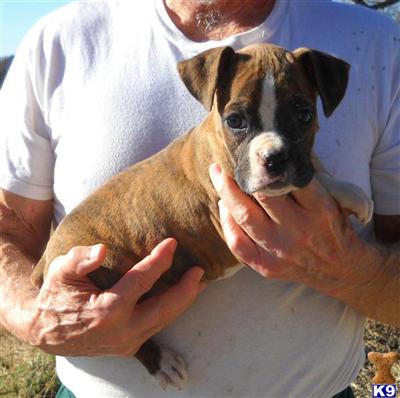 Boxer Puppies in TX