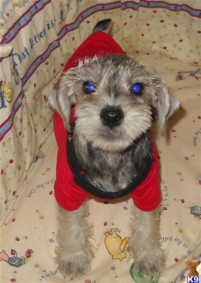 Miniature Schnauzer Puppies for Sale