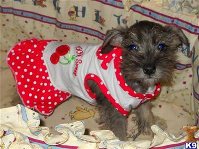 Miniature Schnauzer Puppies for Sale