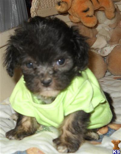 Mixed Breed Puppies for Sale