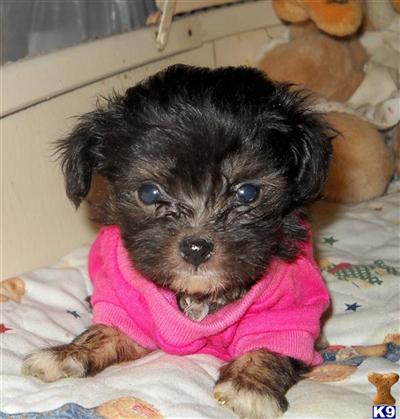 Mixed Breed Puppies for Sale