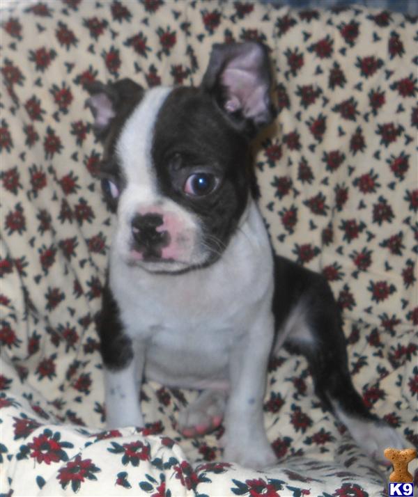 Boston Terrier Puppies in TX