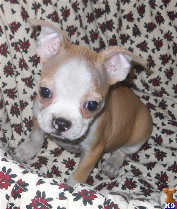 Boston Terrier Puppies in TX