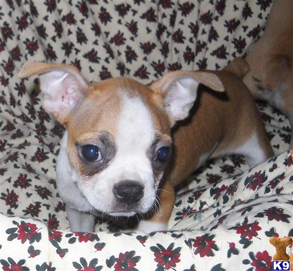 Boston Terrier Puppies in TX