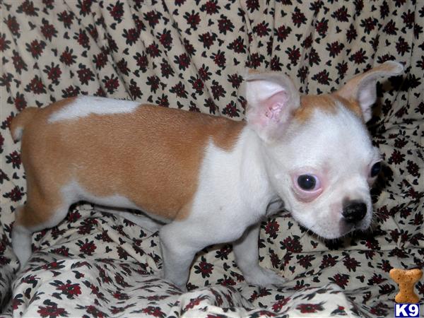 Boston Terrier Puppies