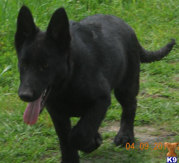 German Shepherd Puppies in TX