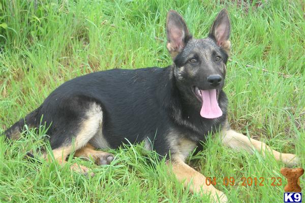 German Shepherd Puppies in TX