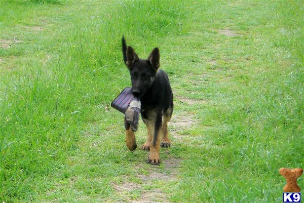 German Shepherd Puppies in TX