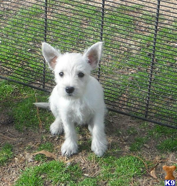 West Highland White Terrier Puppies
