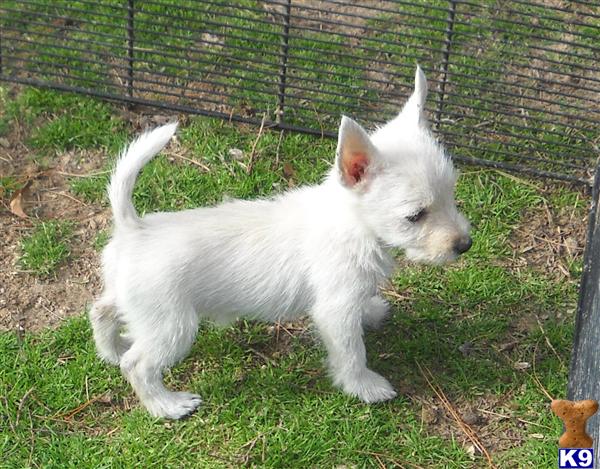 West Highland White Terrier Puppies