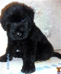 Black Russian Terrier