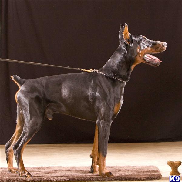 Stud Dogs - Doberman Pinscher