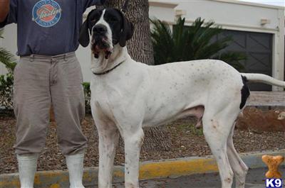 Great Dane Puppies in TX