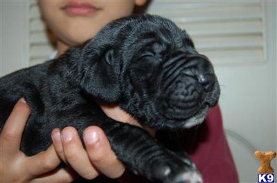 Great Dane Puppies in TX