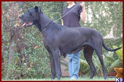 Great Dane Puppies in TX