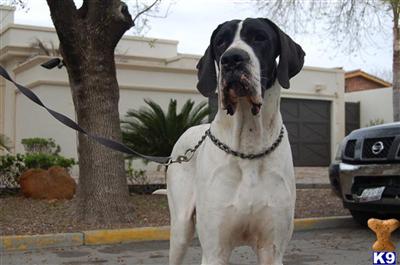 Great Dane Puppies in TX