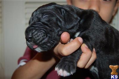 Great Dane Puppies in TX