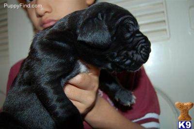 Great Dane Puppies in TX