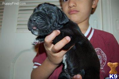 Great Dane Puppies in TX