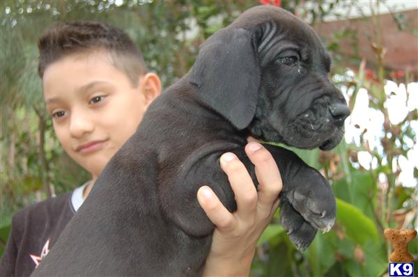 Puppies in Laredo