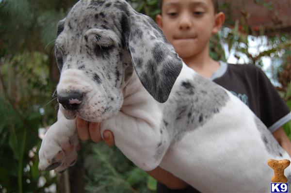 Puppies in Laredo