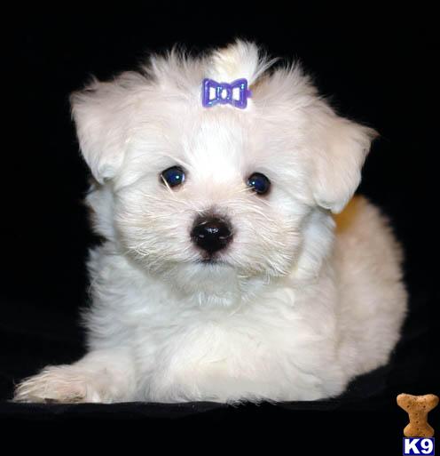 Puppies in Brooklyn