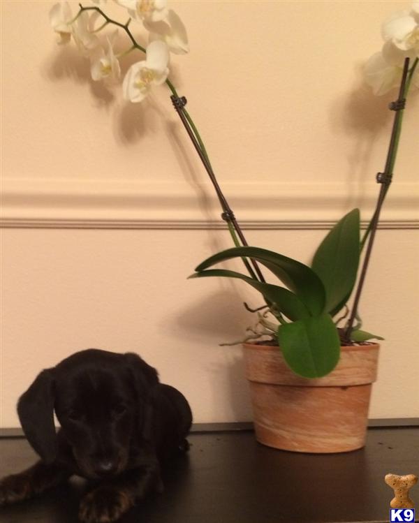 dachshund puppies arkansas dachshund puppies for sale in arkansas dachshund puppies arkansas dachshund puppies for sale in arkansas