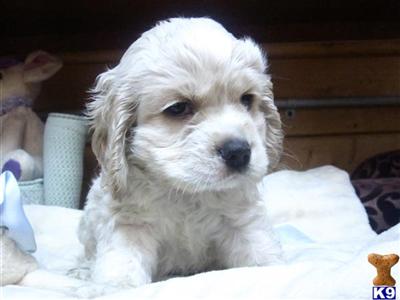 Cocker Spaniel Puppies for Sale