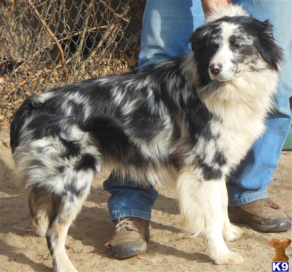 australian shepherd puppies california document moved australian shepherd puppies california document moved