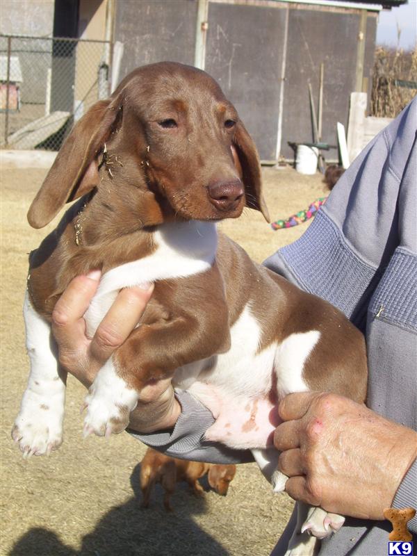Dachshund Puppies