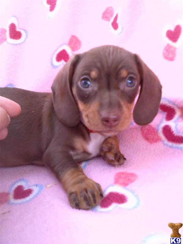 Dachshund Puppies