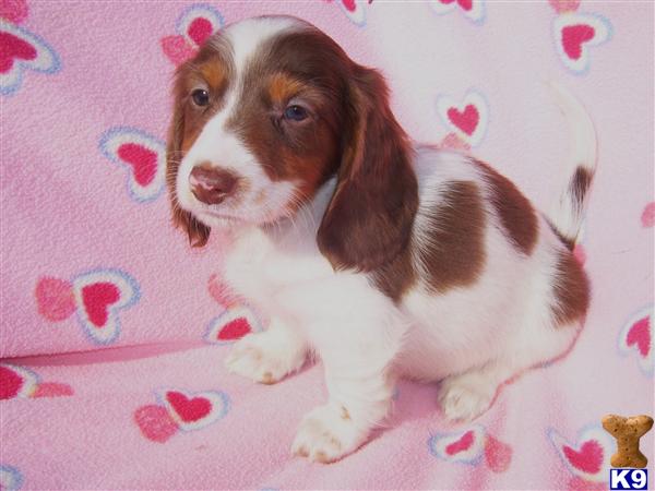 Dachshund Puppies